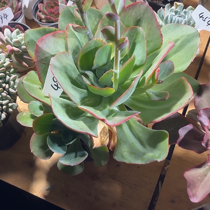 你***柔00000000000000000482