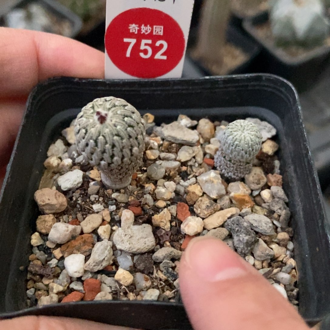 实生精巧殿一棵3688