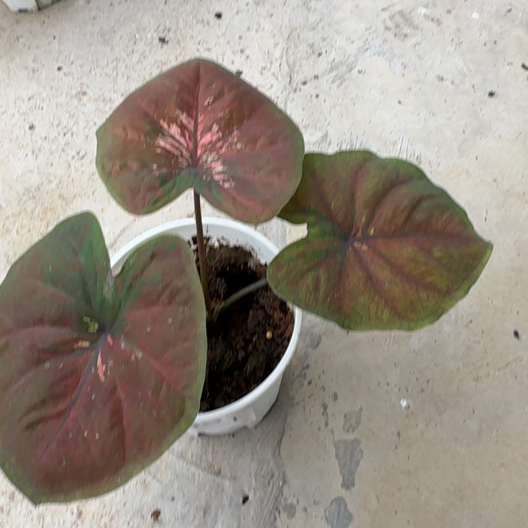 朵***o无花朵海王   351