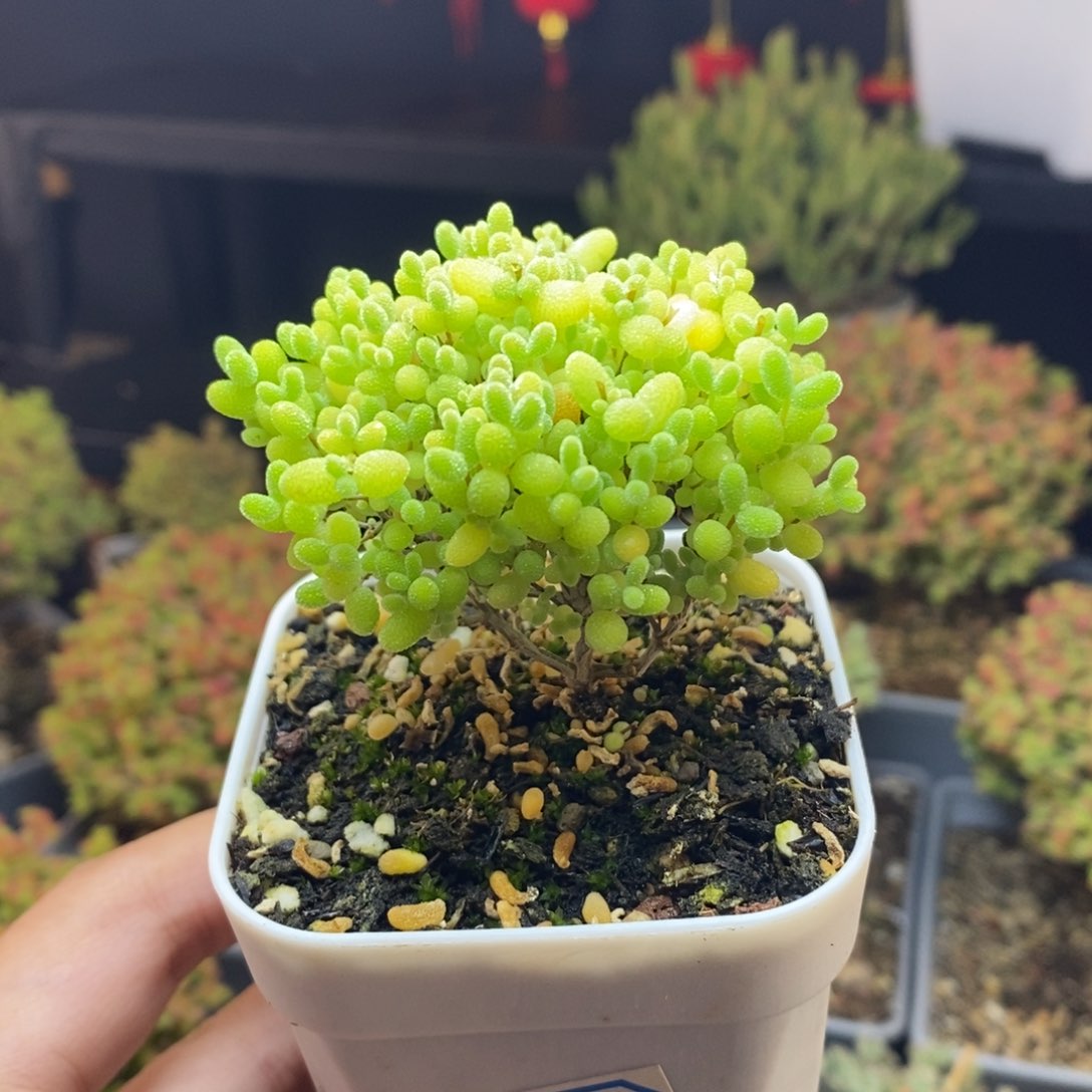 717号蜜橘糖球枝干多肉