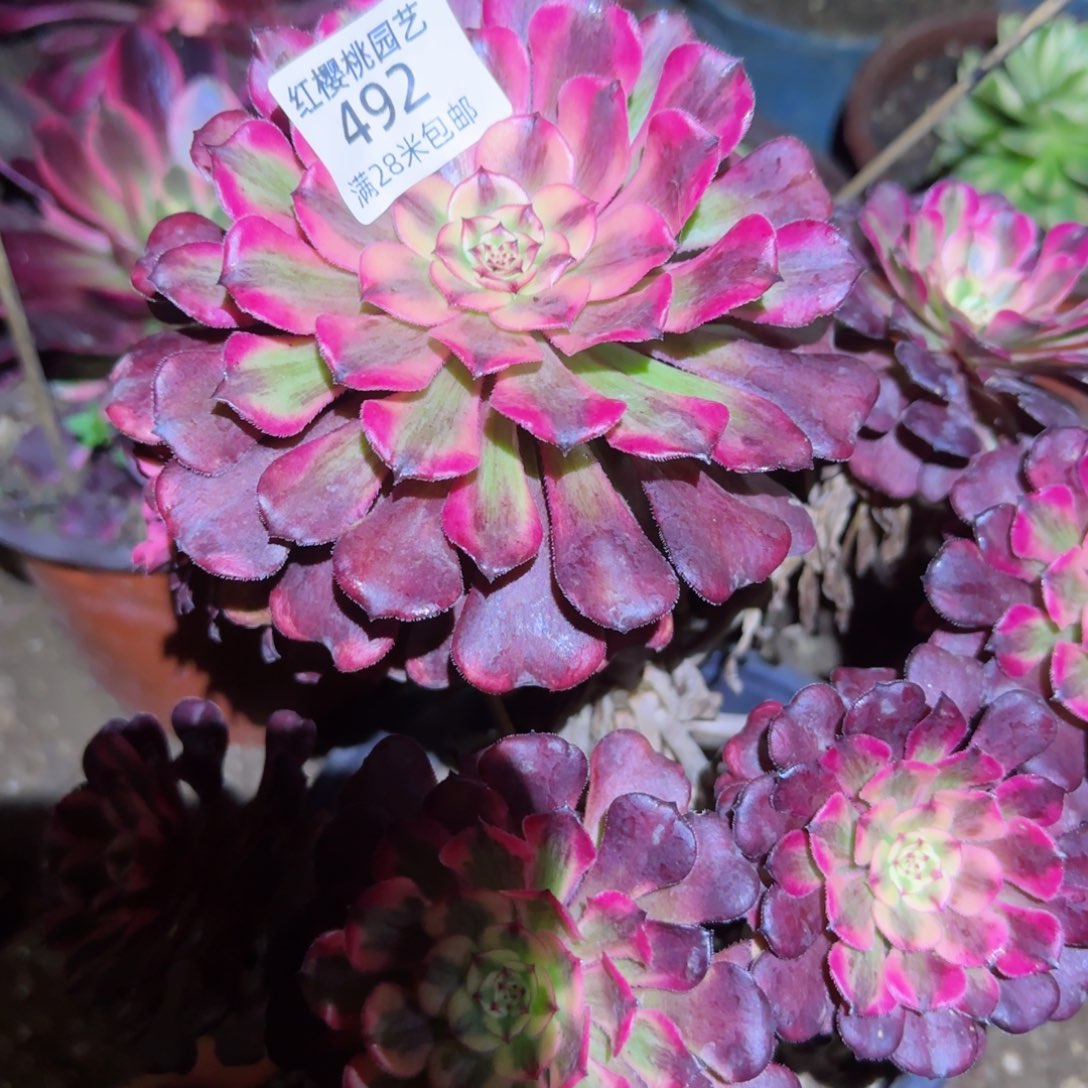 沙黄法师多肉492