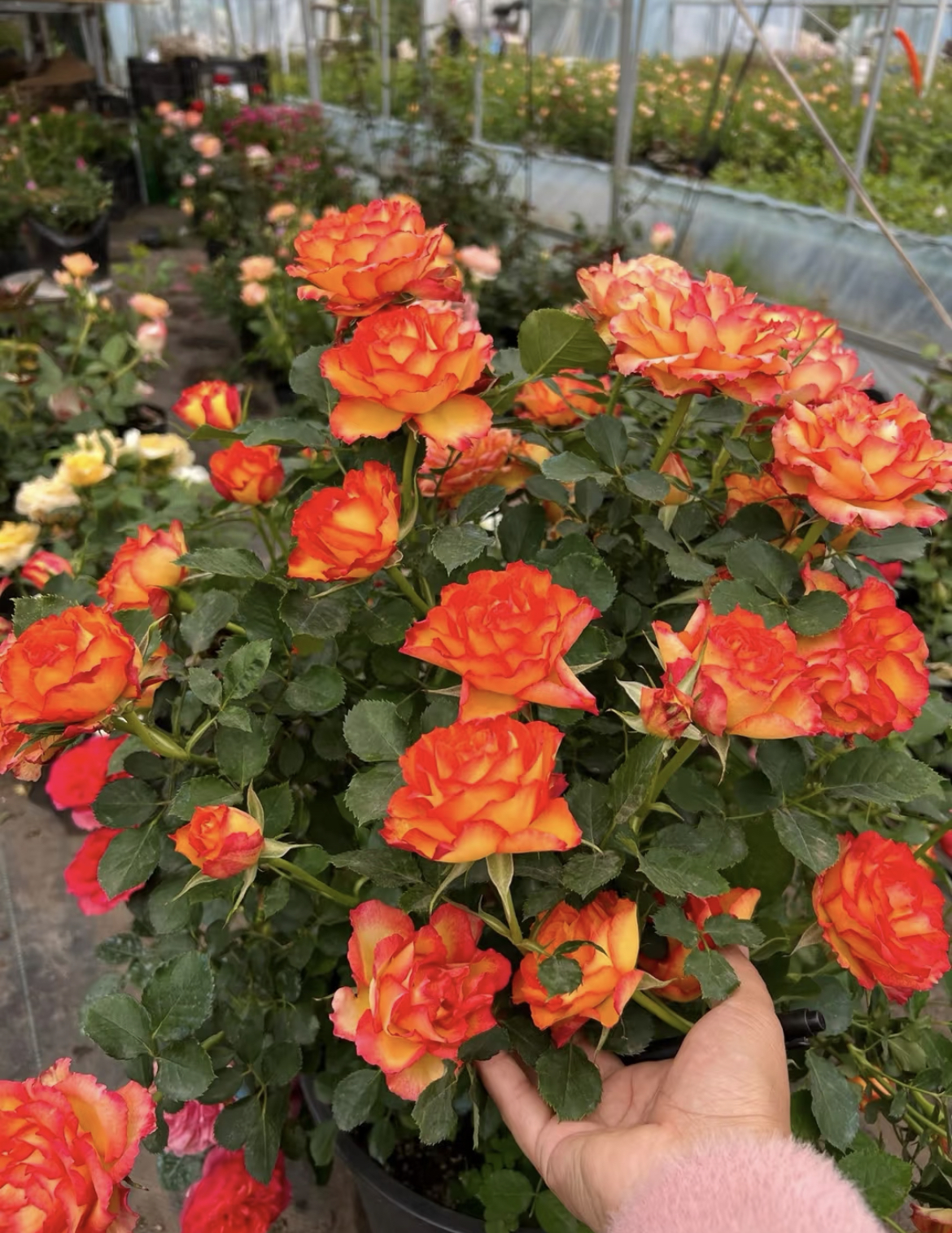 【火焰】耐热   庭院阳台盆栽花卉 多季节重复性开花 好养