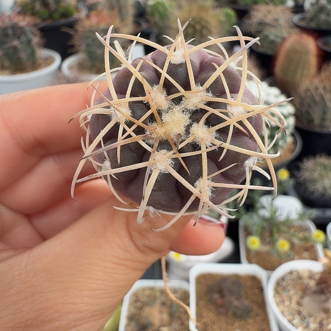 实生伏刺天平脱土发货