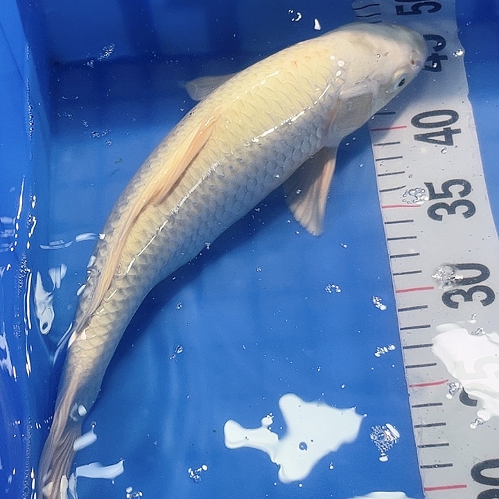 锦鲤锦鲤冷水鱼好养