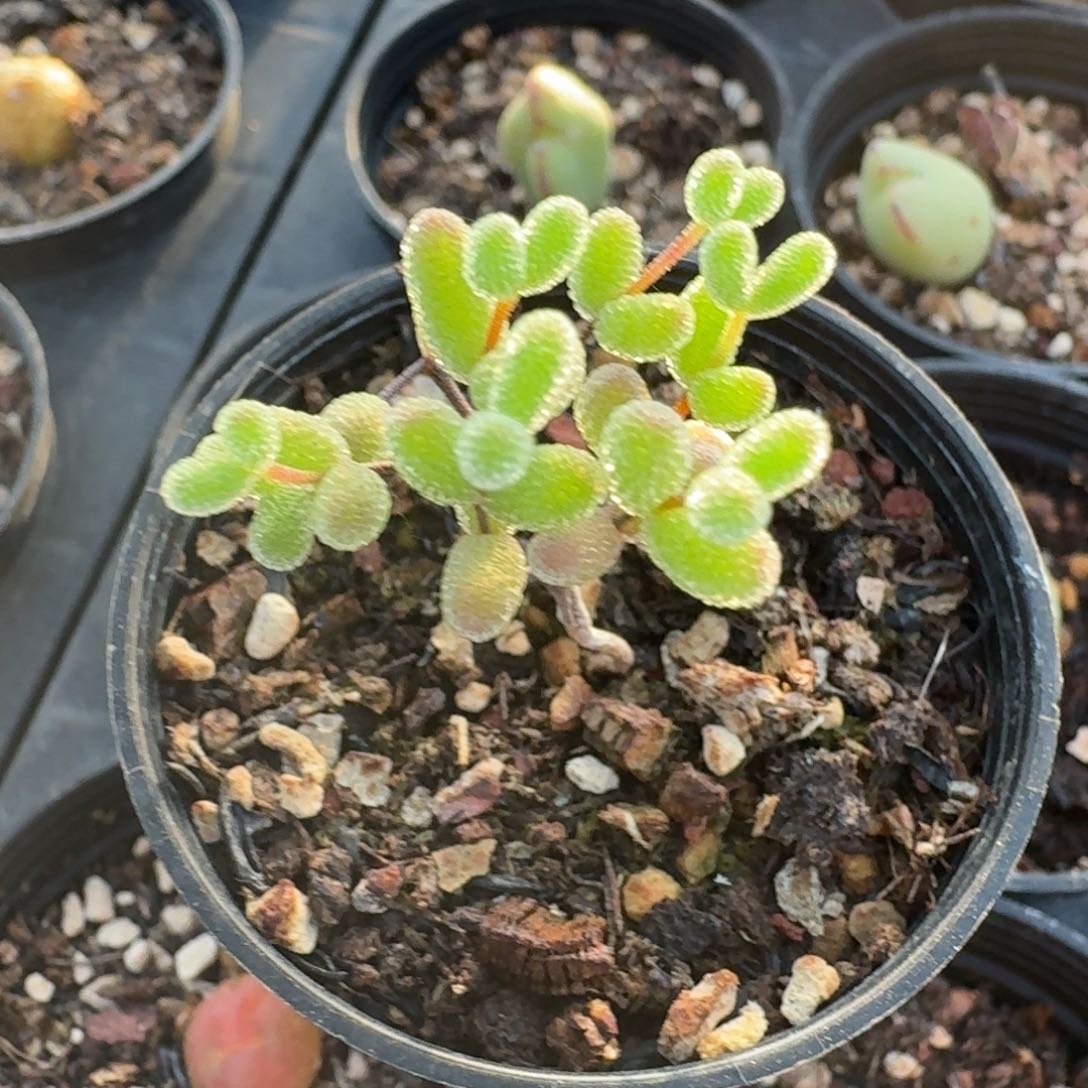 562糖球带盆发货