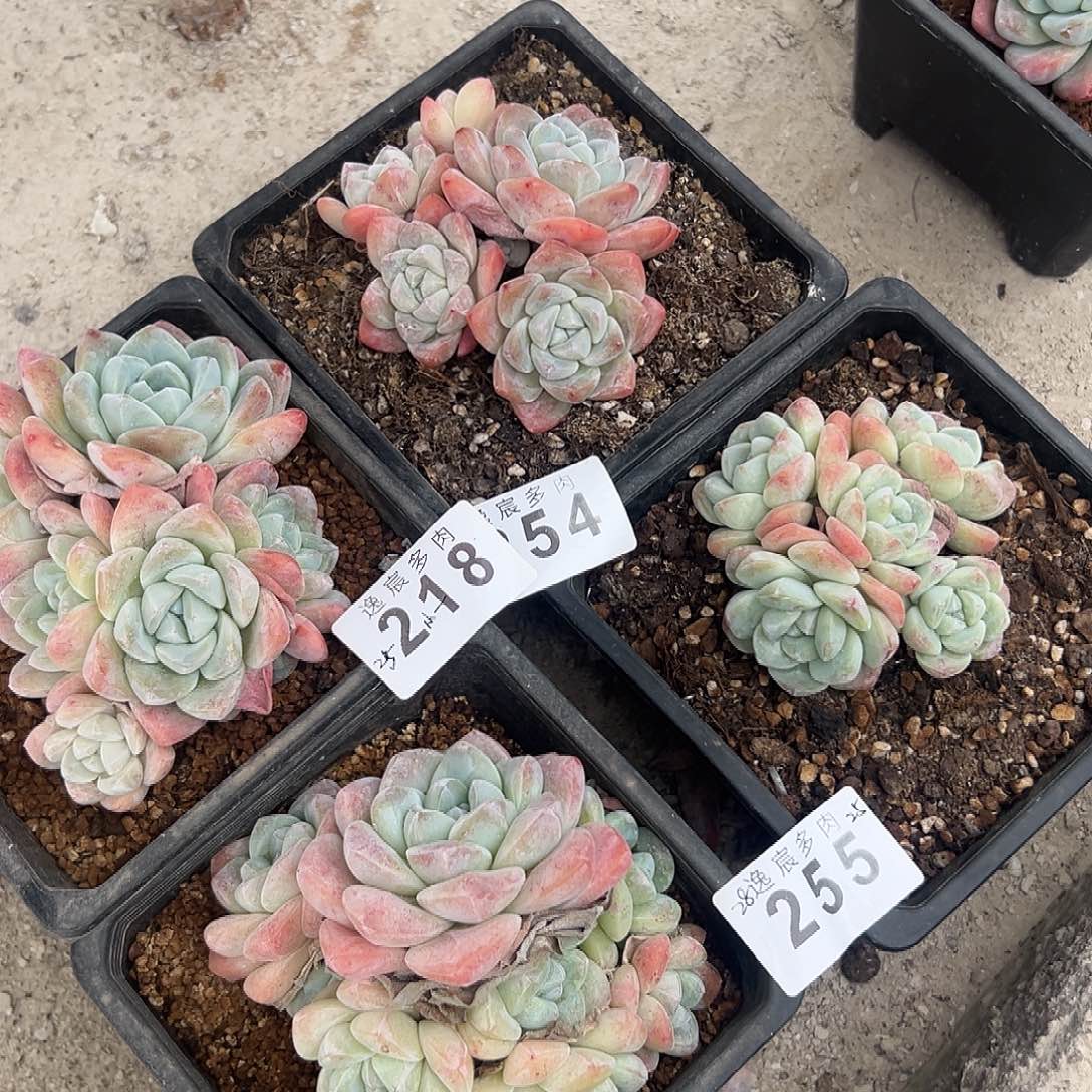 精品多肉 脱土发货