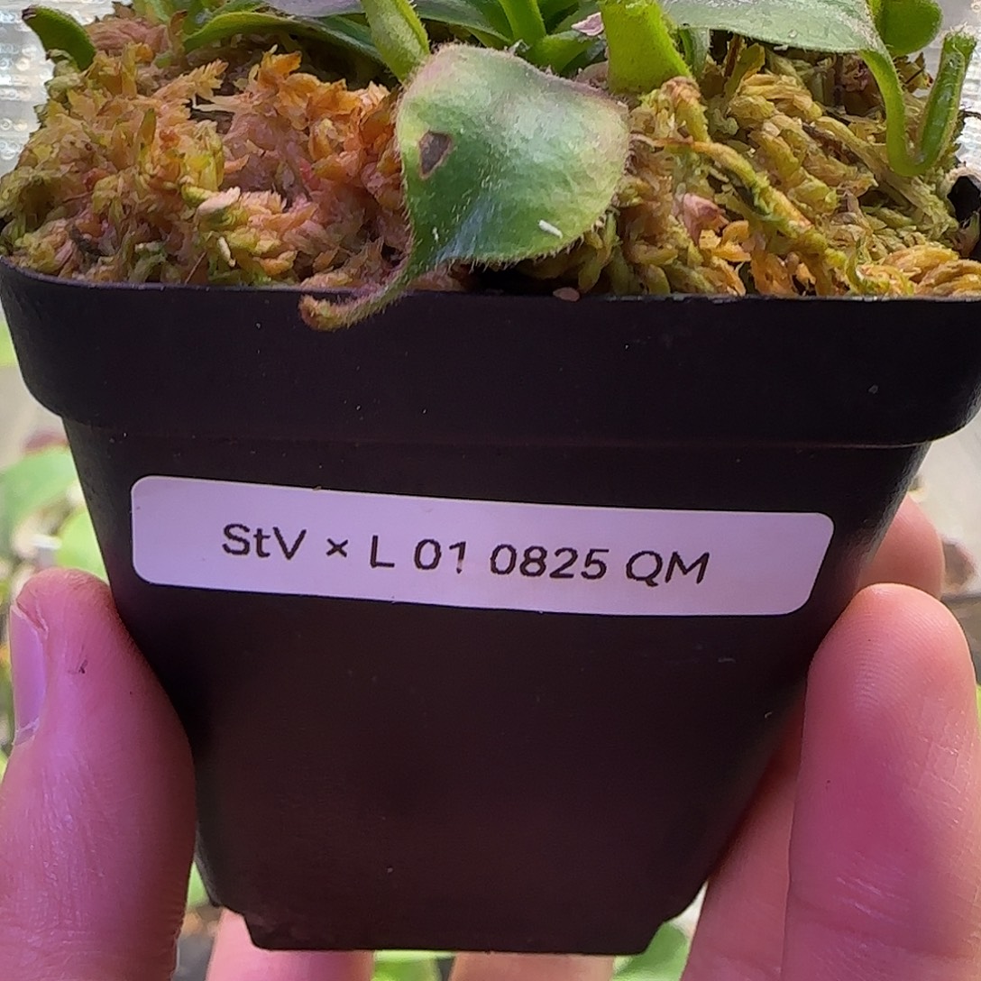 无花朵专拍猪笼草