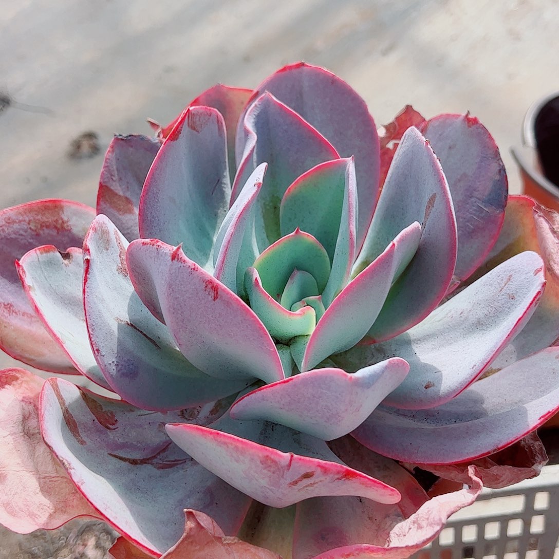 布鲁克林的蓝特大大单头