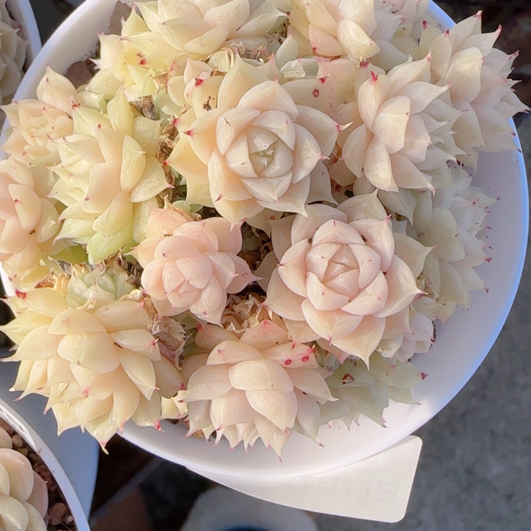 夏***甜花语多肉1229-245散