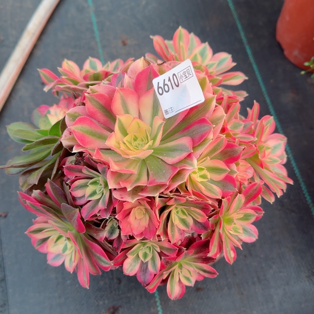 6610女巫多肉多肉