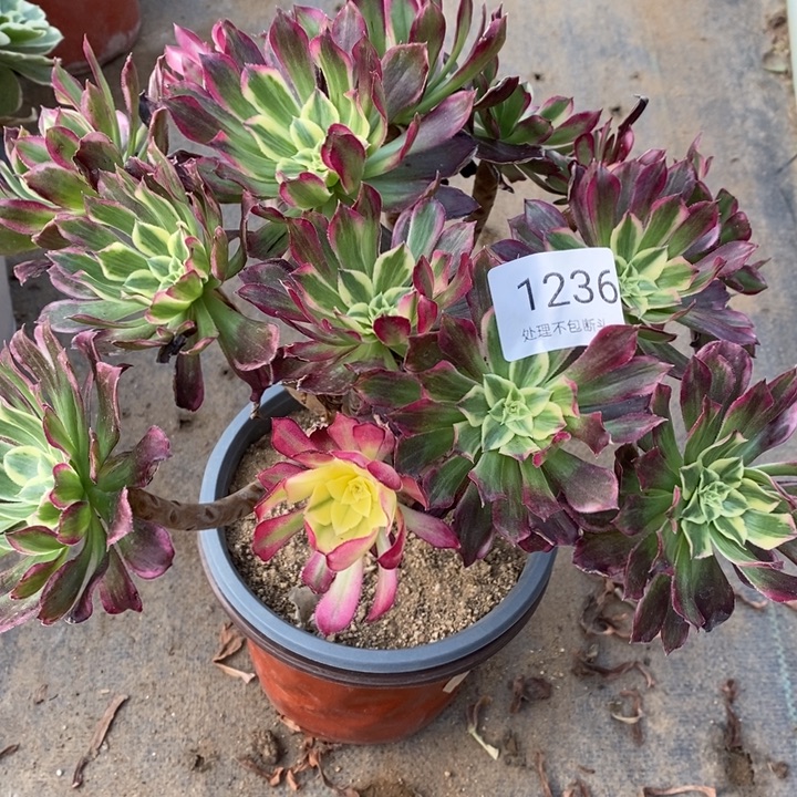 天和多肉断头不包1236