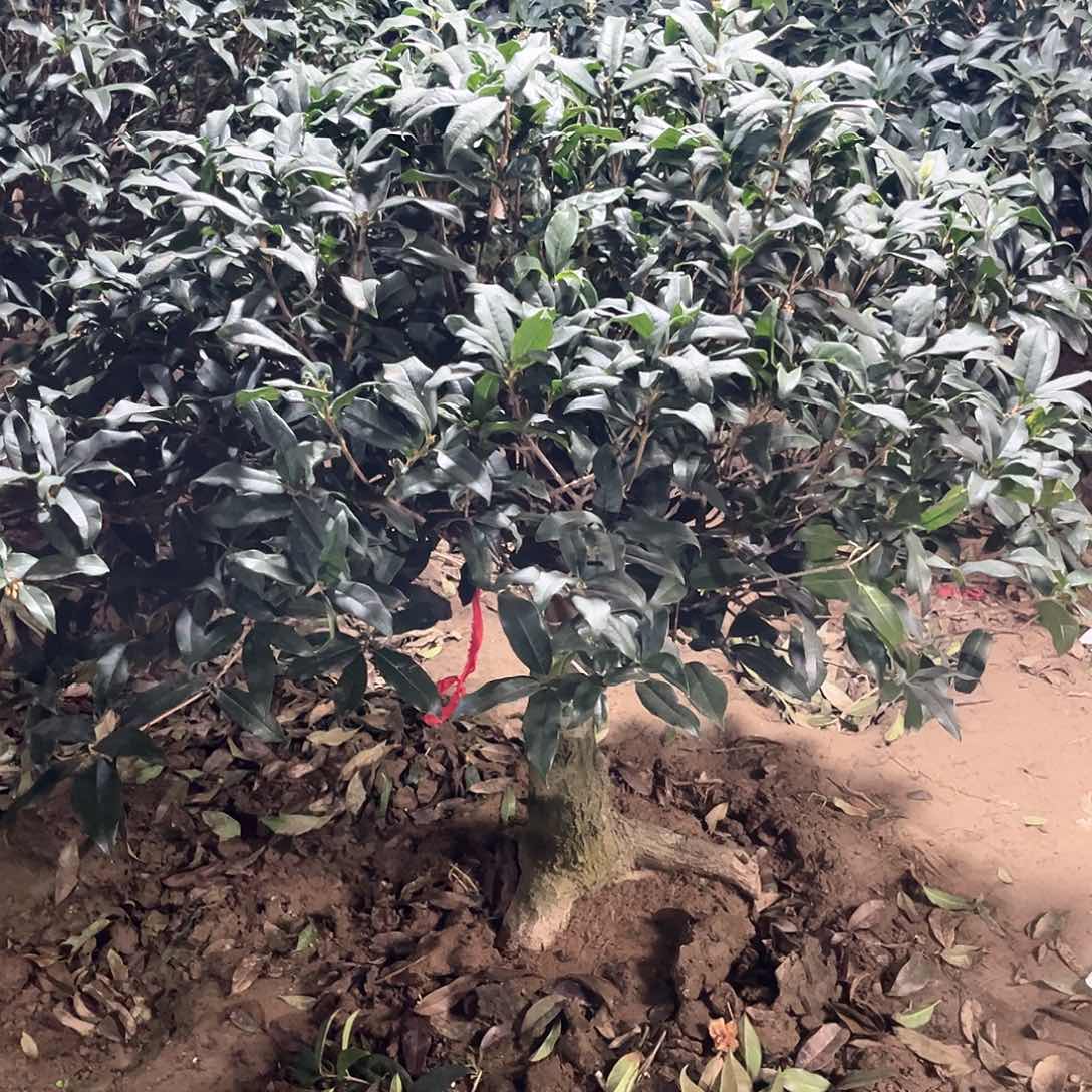 当前无花栽培后可以开花T***✨