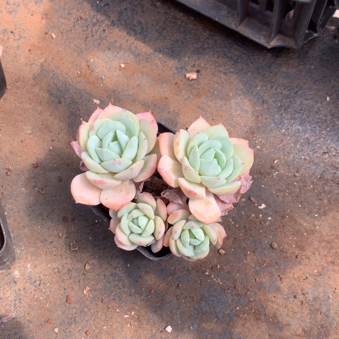 我们的产品也越来越难做到