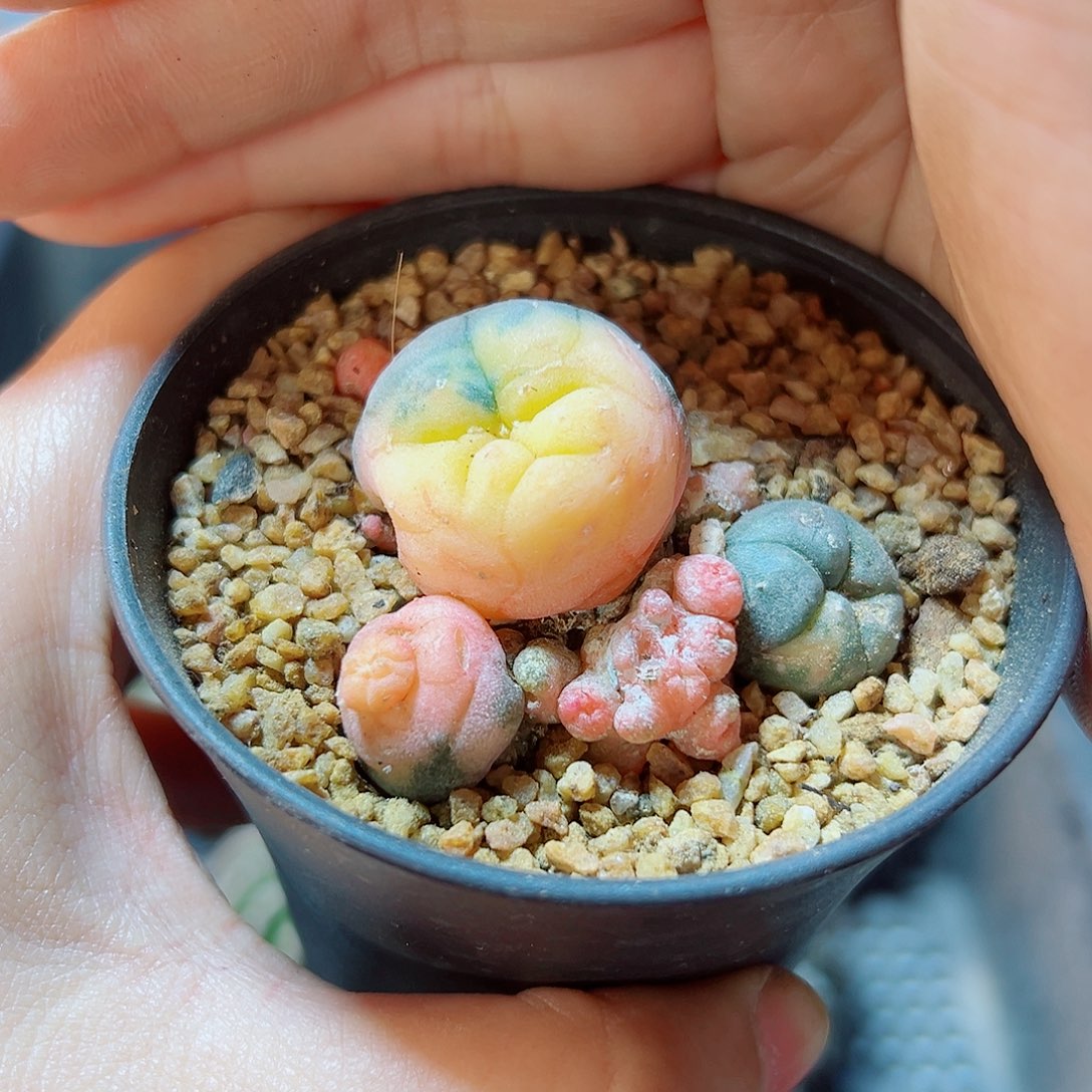 16号自根乌锦4.3公分小瑕疵