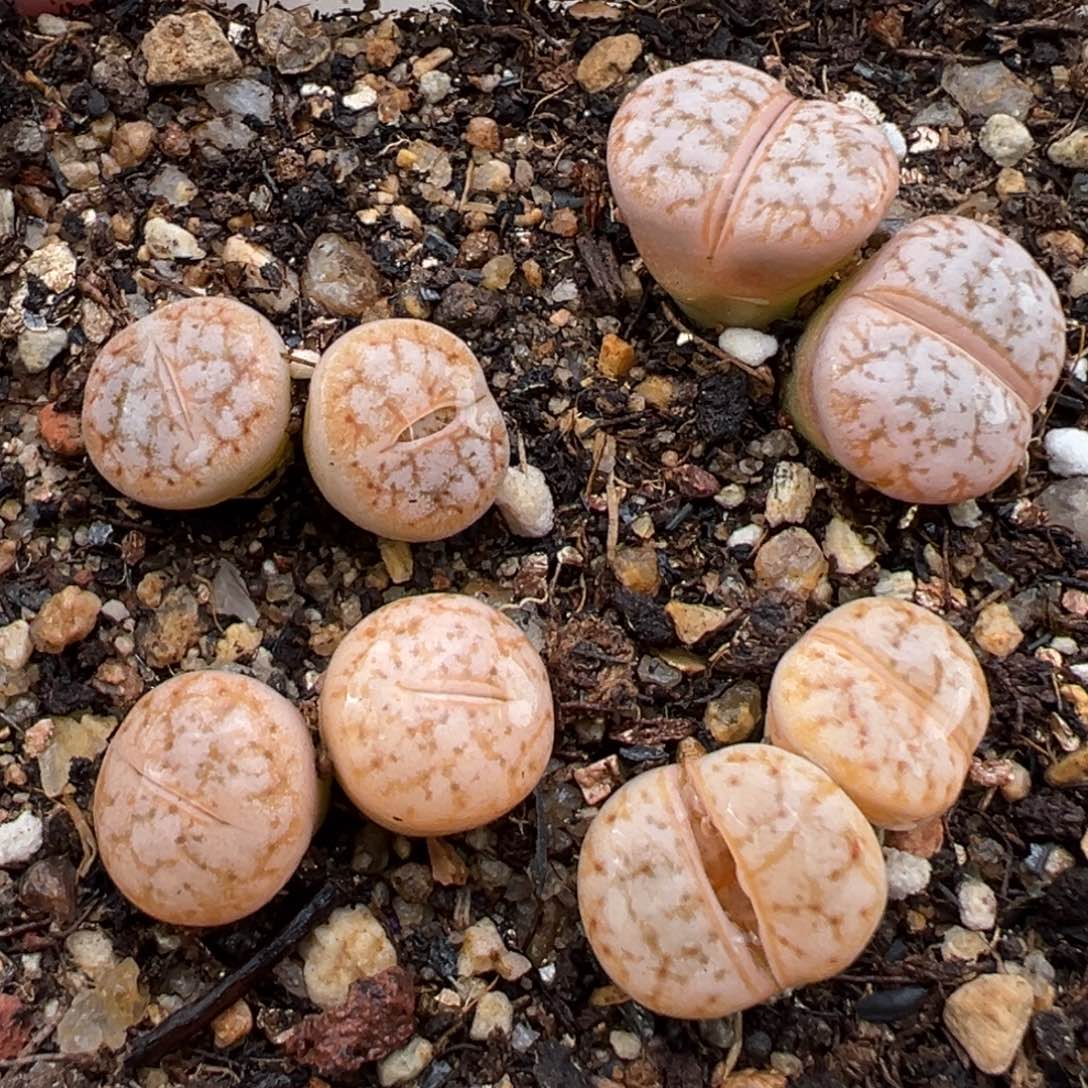 1.19好看的多肉687