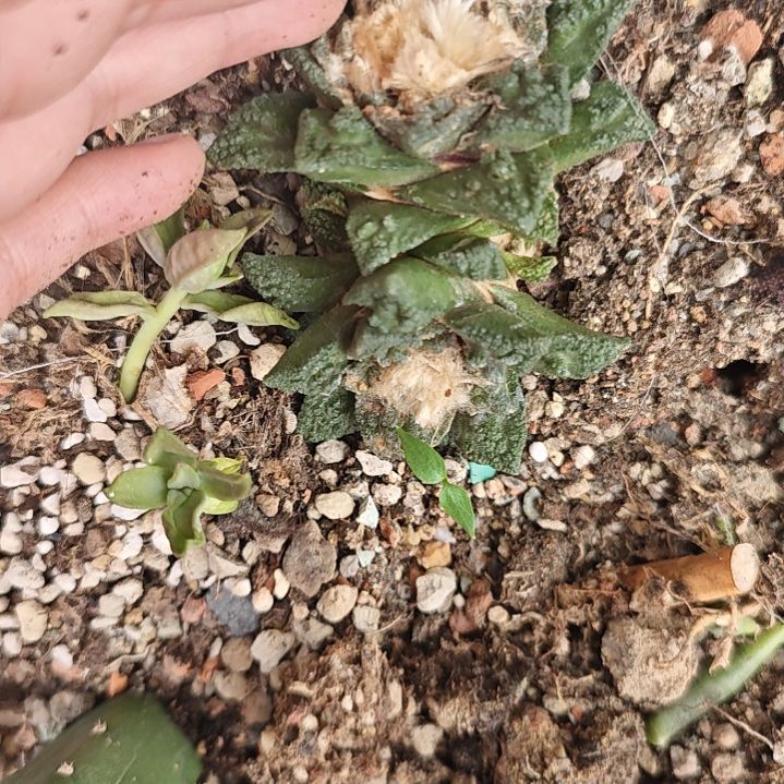 一物一拍，双头苗接仙人球！