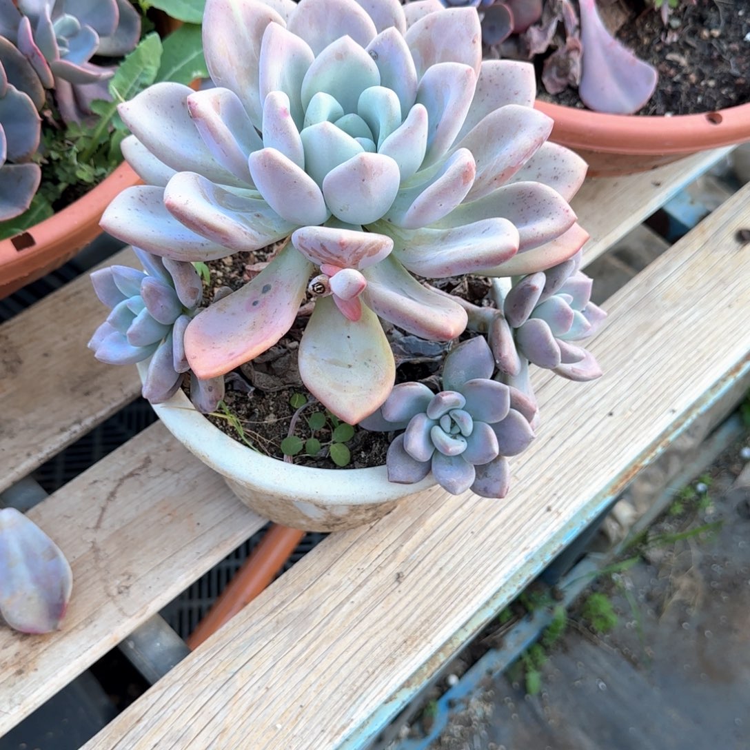 多肉植物多肉植物