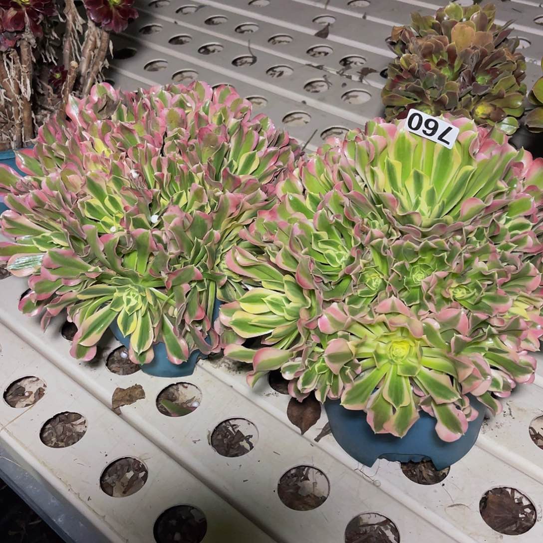 两盆法师3-2包邮法师