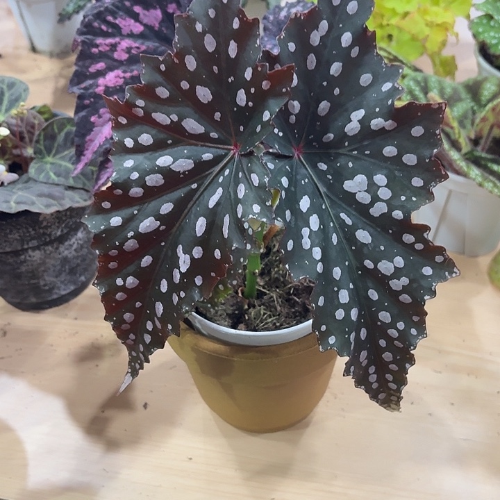 完全开放巧克力甜筒