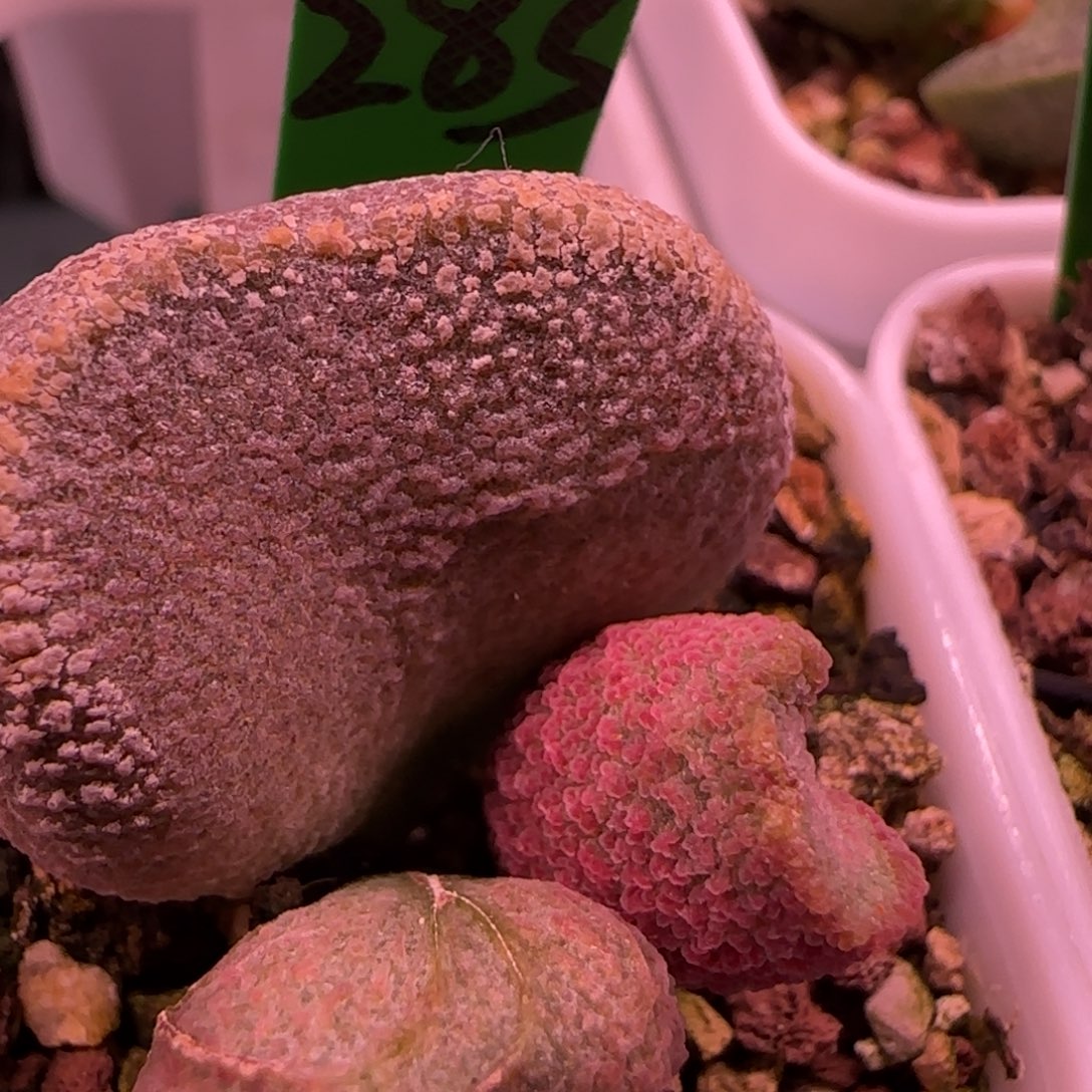 编号283大叶插，四方盆发