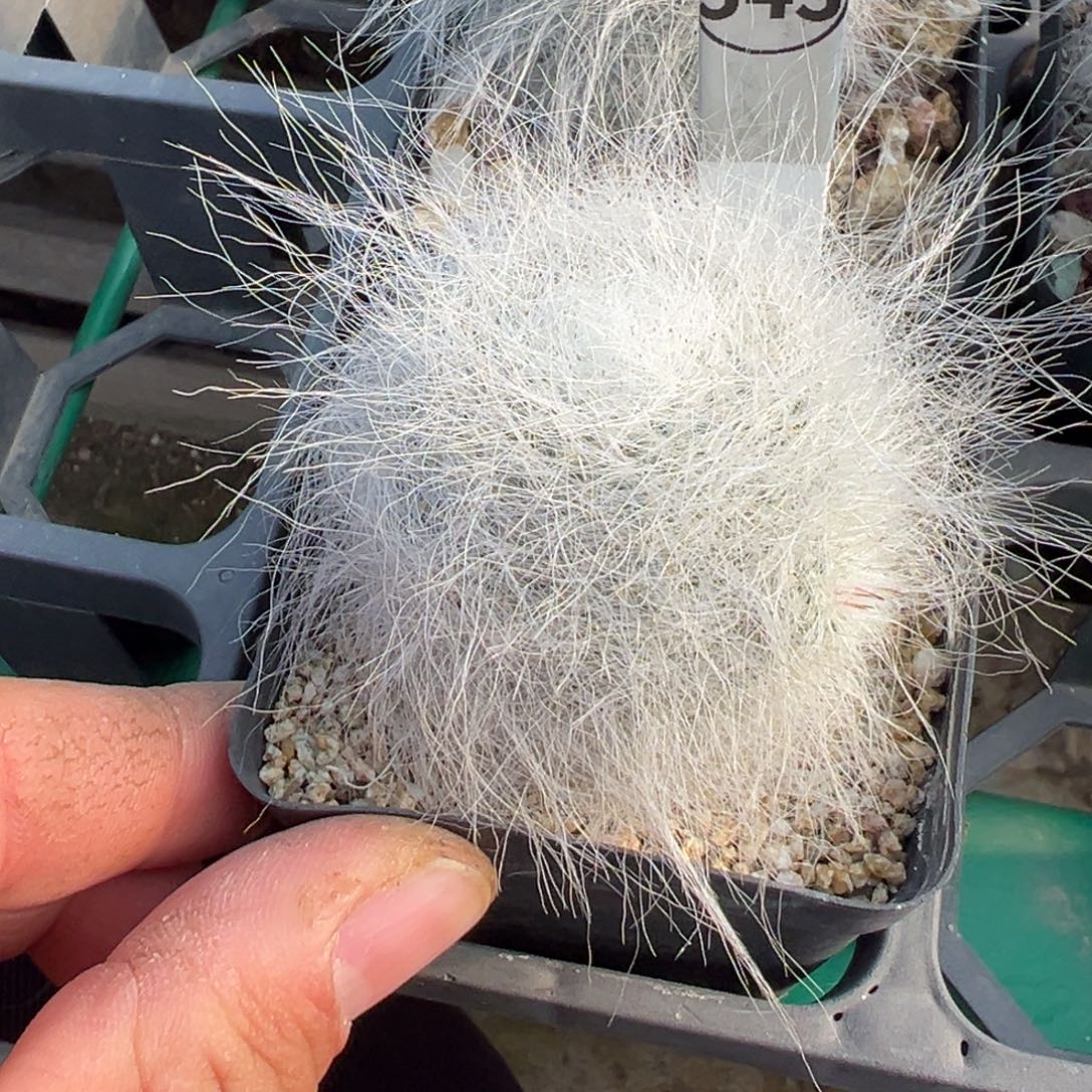 露***·穴原玉翁仙人球多肉植物343