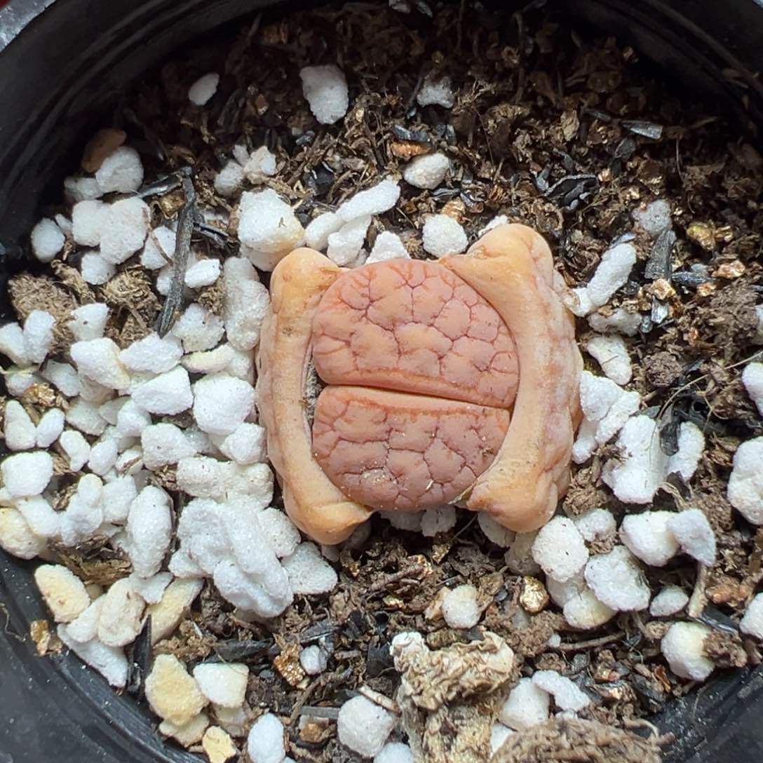 【闪购商品】汤*458……