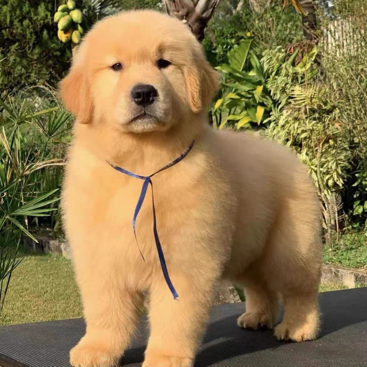 博美比熊金毛拉布拉多德牧泰迪柯基边牧幼犬牵引绳家庭陪伴