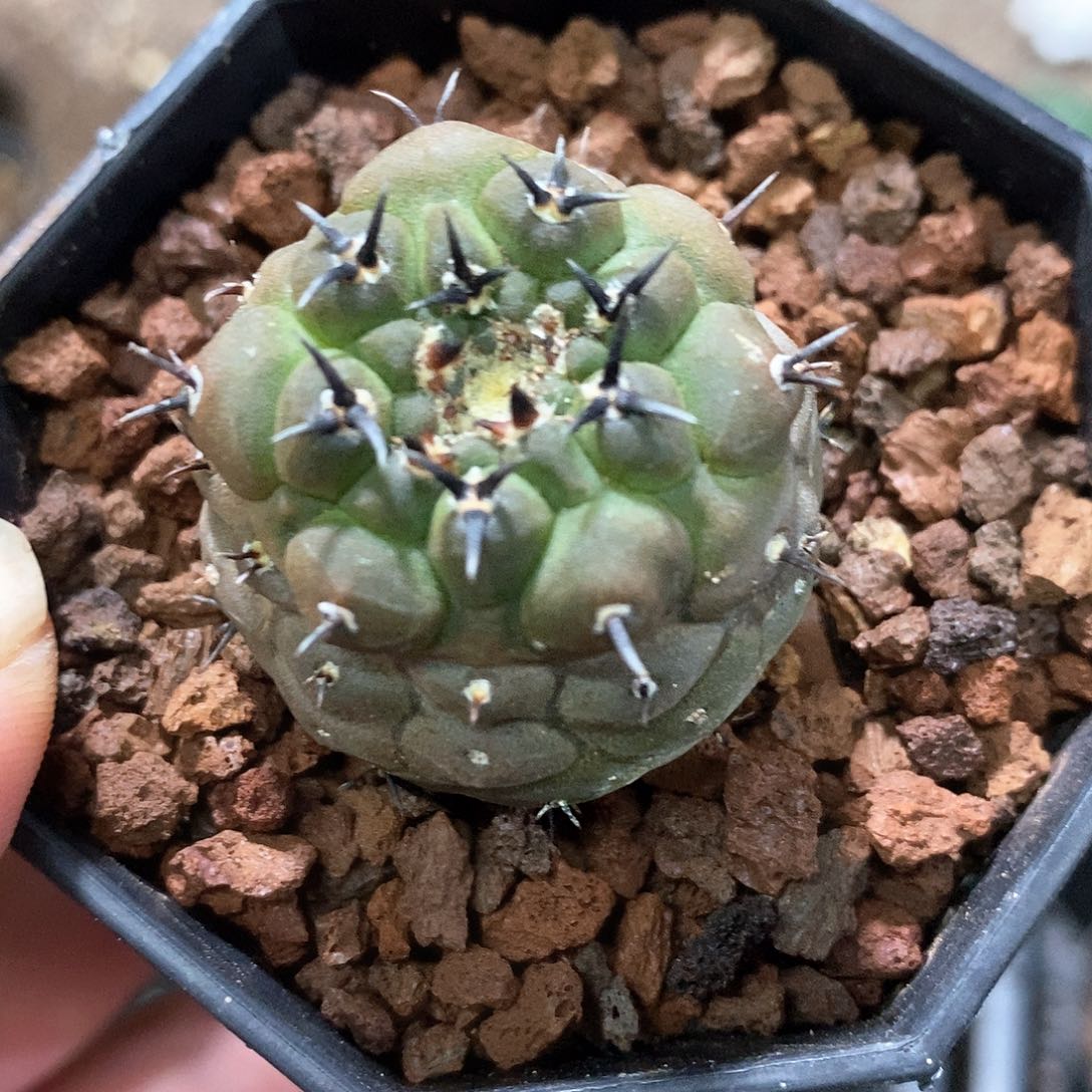 孤品实生优选石化变异石化尤黑刺风头3.5cm仙人球