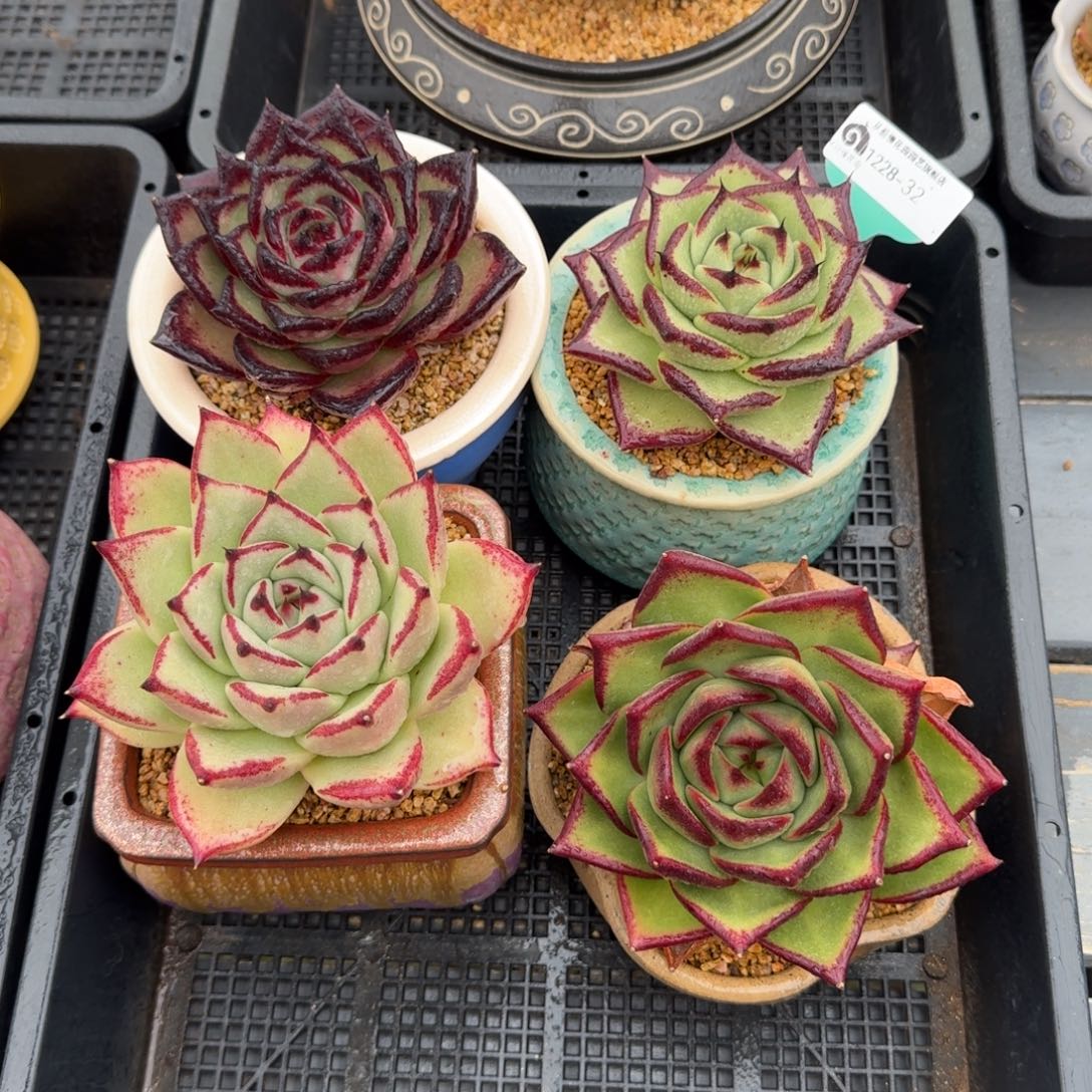 从前慢多肉精选编号1228.32