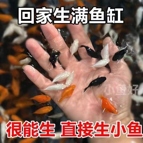 玛丽球鱼皮球奶牛胎生孔雀孔雀鱼好养热带直接小鱼繁殖包邮新手