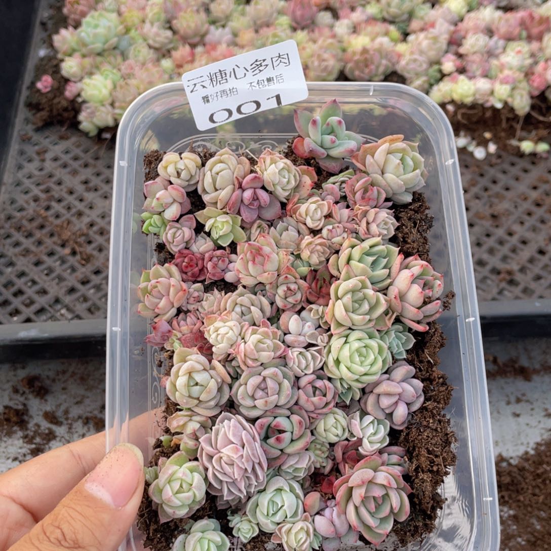 云糖心多肉植物001