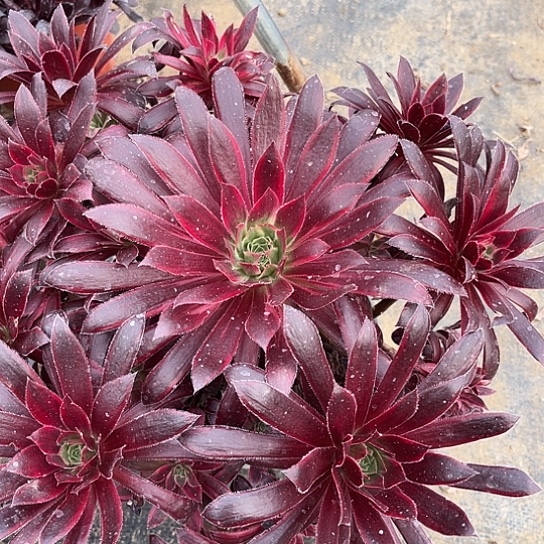 多肉植物法师锦81