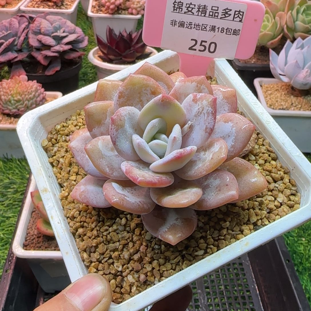 锦安精品多肉编号250