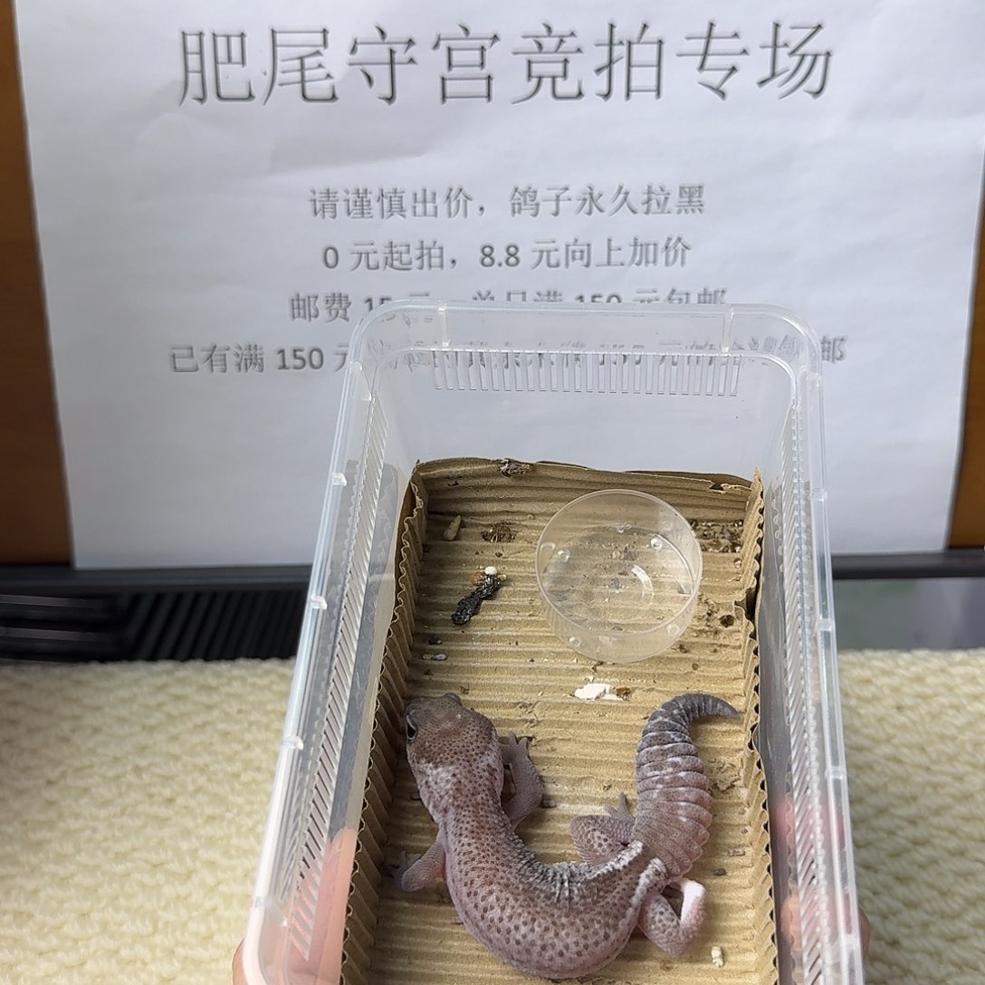 肥尾守宫奥利奥无纹 妹妹