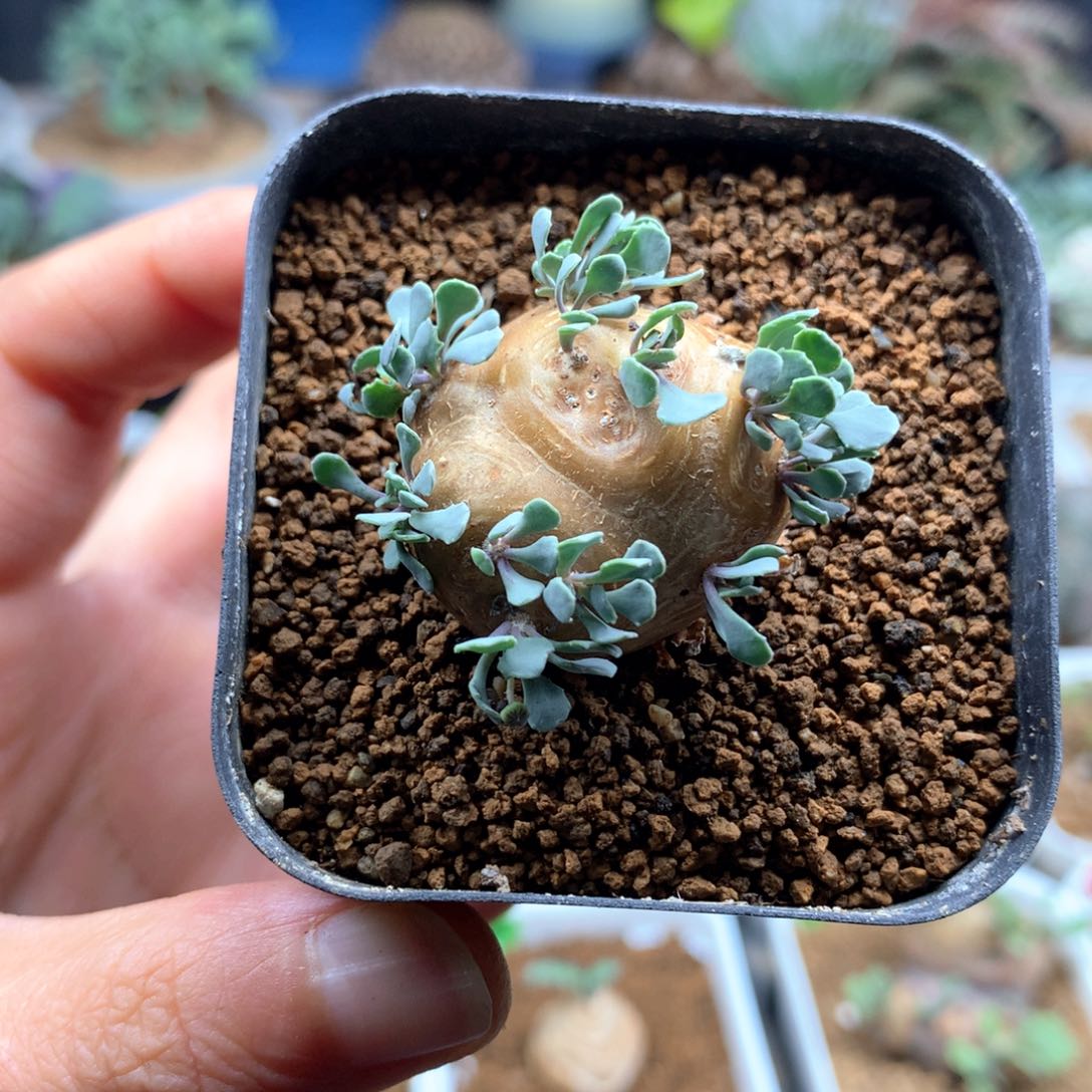 格加厚敦菊母本带盆多肉