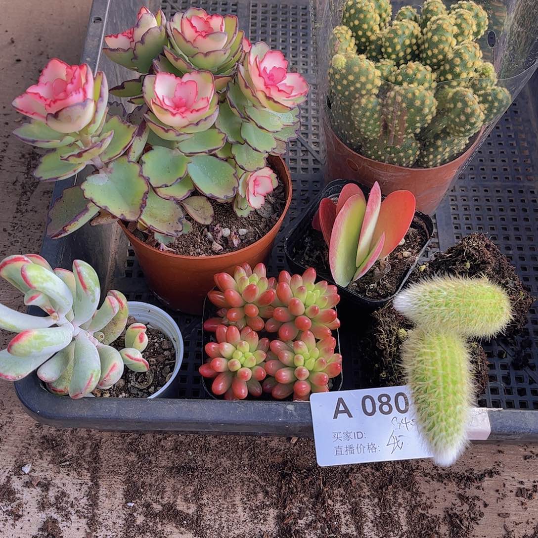 多肉080多肉植物