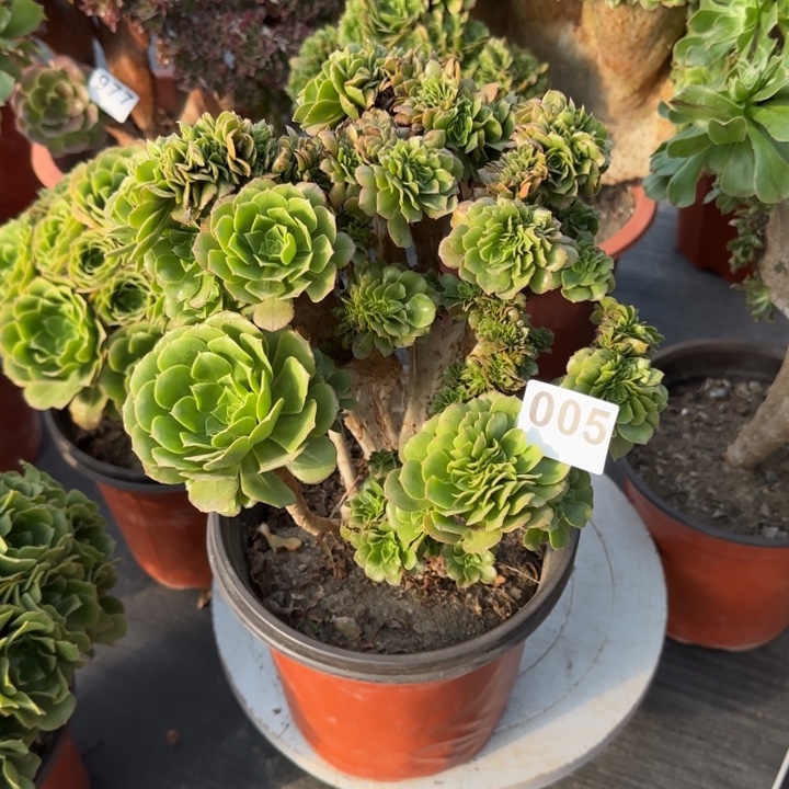 大***姐多肉植物绿羊绒缀005