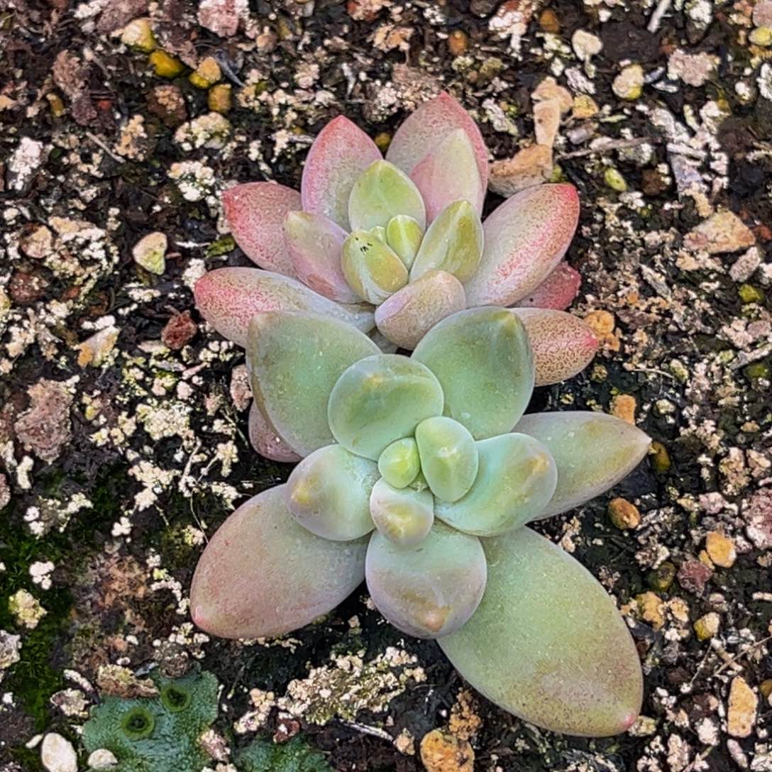 2318号上午多肉植物群生多肉植物