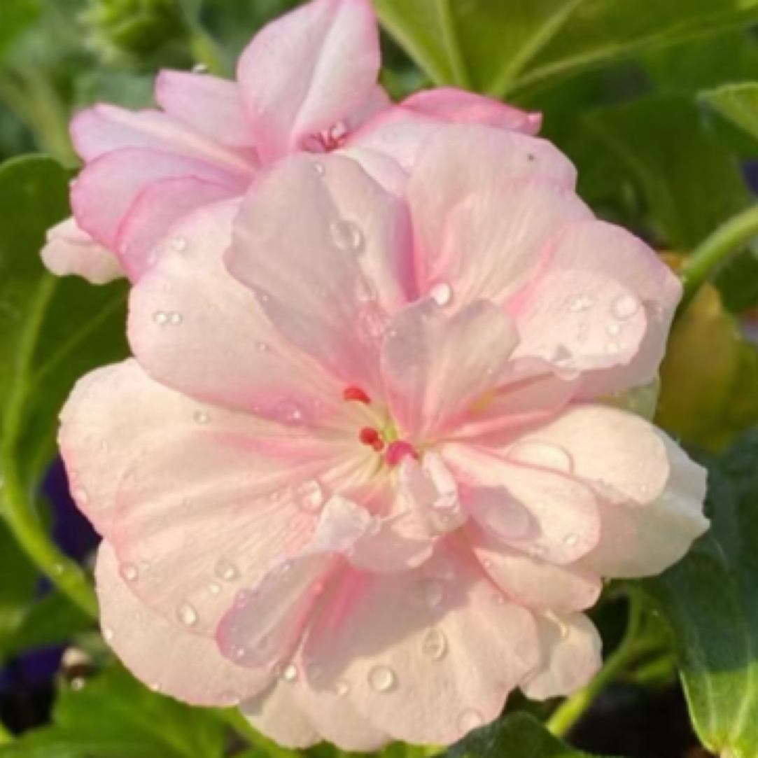 【花样年华】精品天竺葵花卉星系带花苞室内盆栽植物