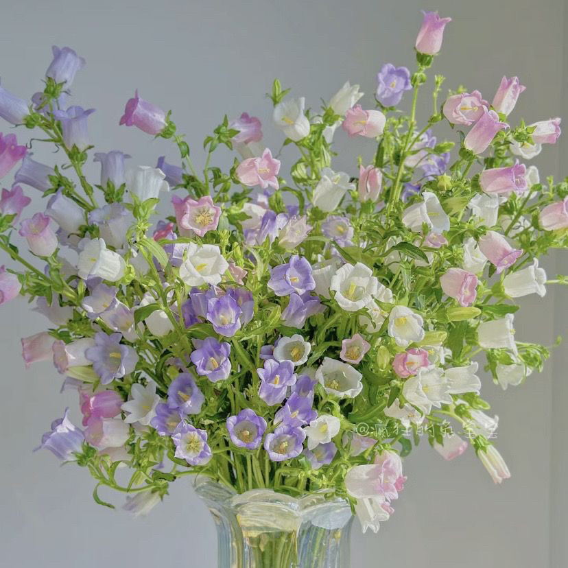 中通包邮——风铃花鲜花室内水养家庭瓶插花云南基地直发