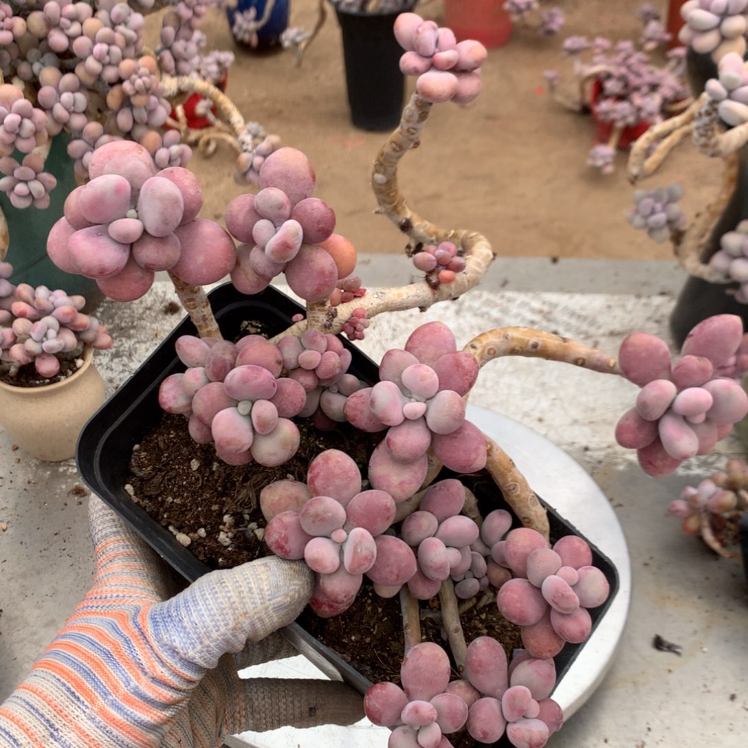 桃蛋老桩不带盆66号