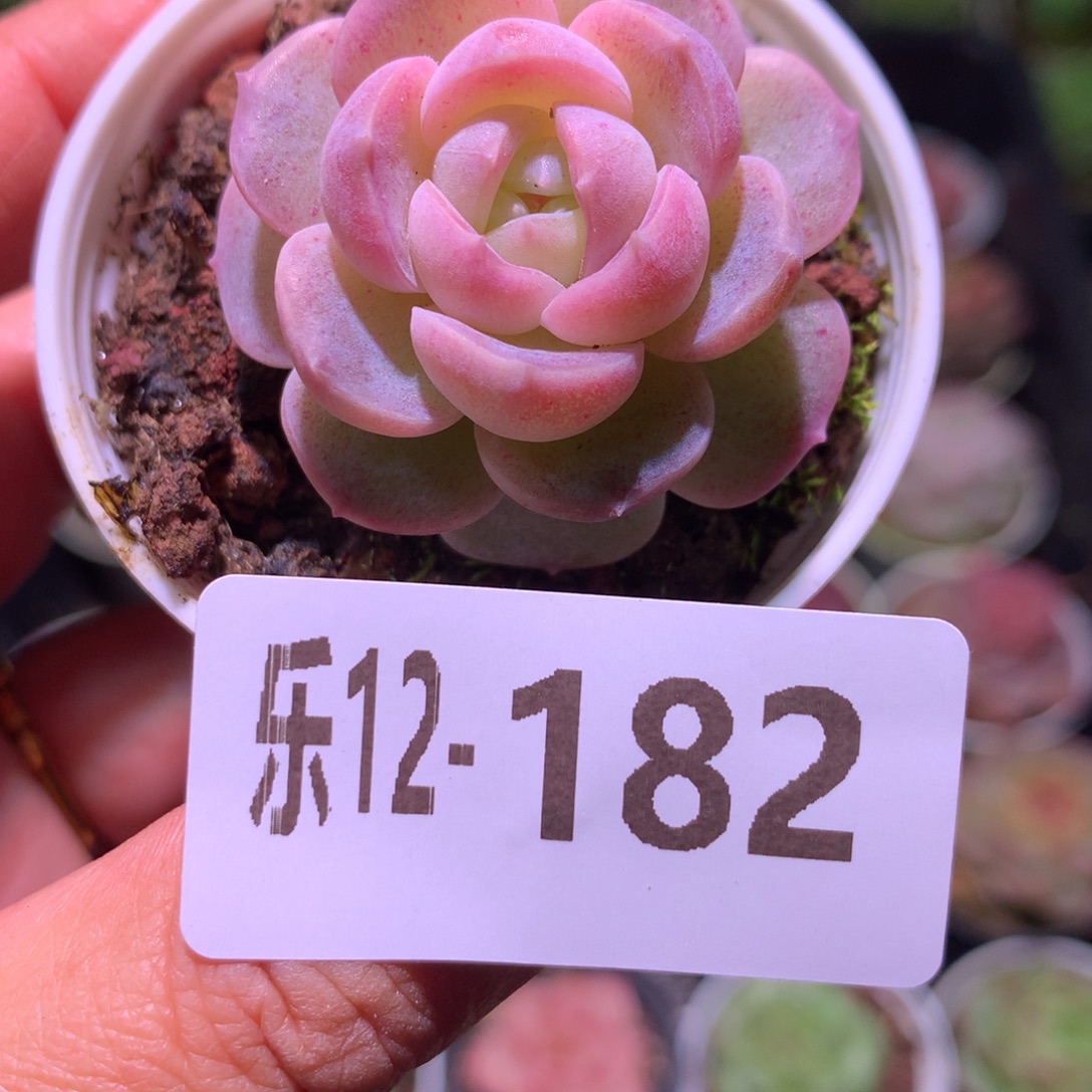 乐然12-182 单头新品 