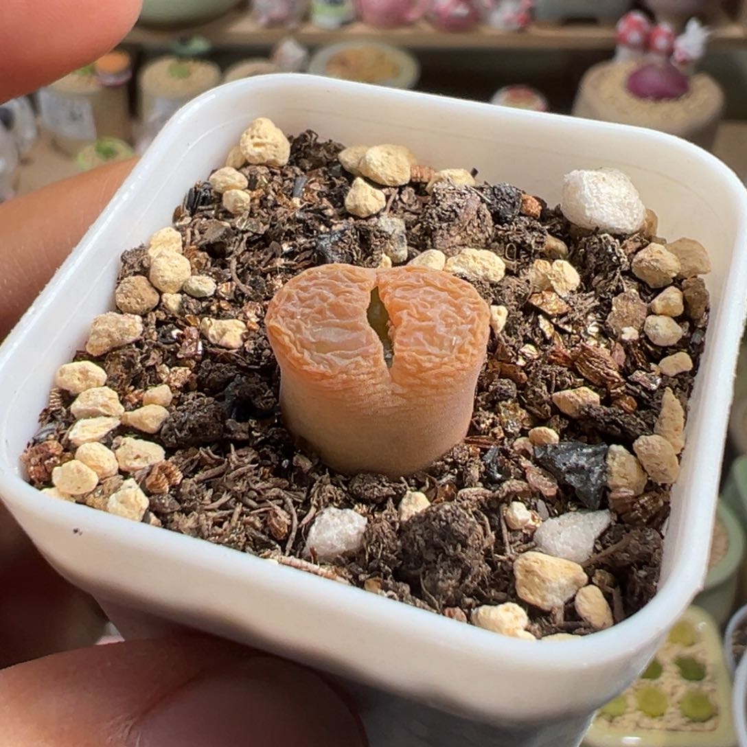 多肉植物144号风铃