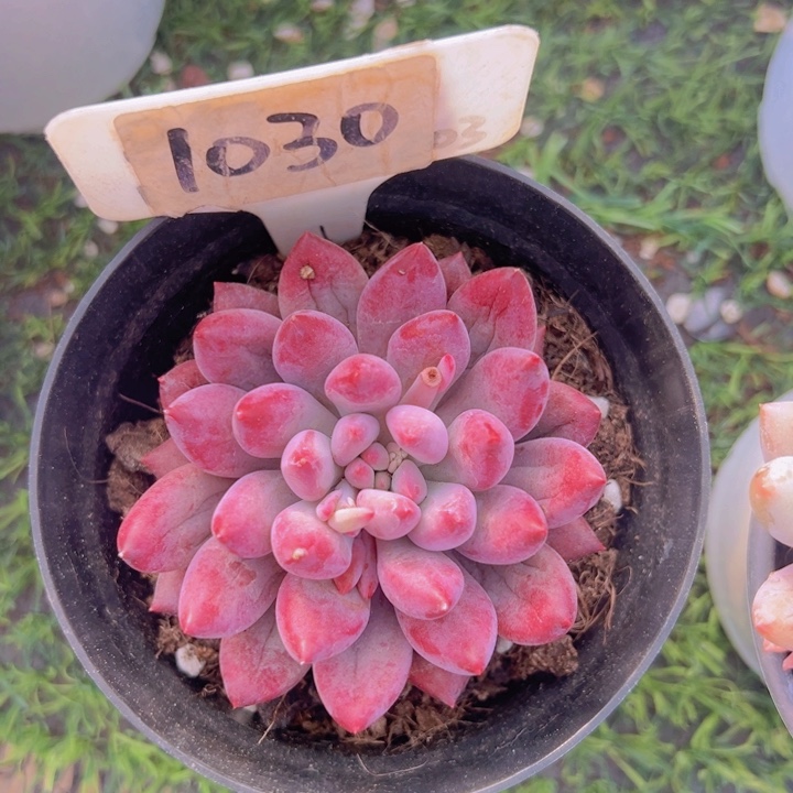 健健康康平平安安