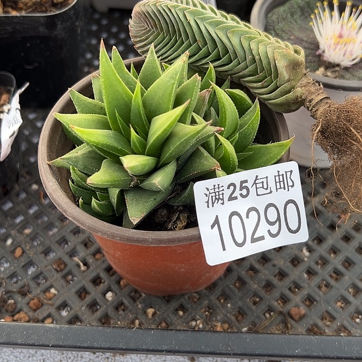 白羊宫290，一物一拍