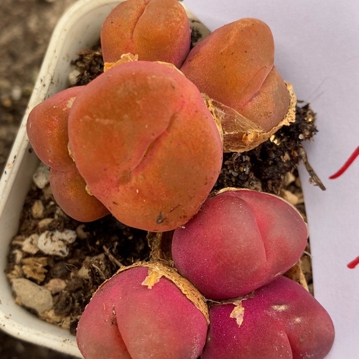 783两颗一组一组