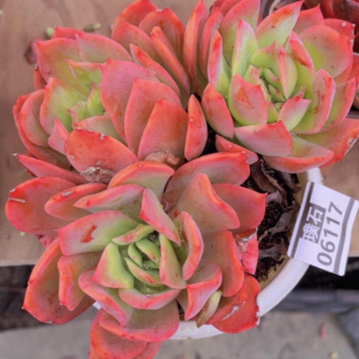 【闪购商品】绮罗06117