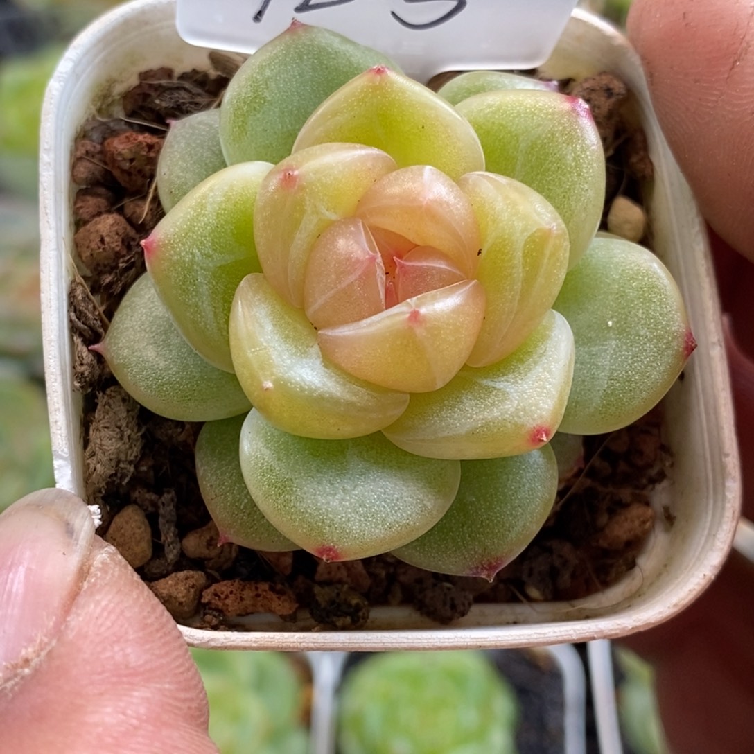 天官赐福百无禁忌