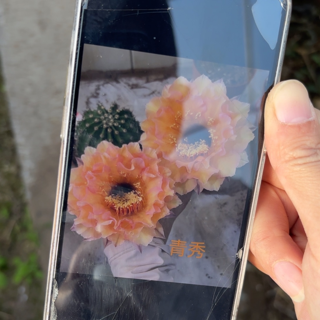 彩草青秀8-9公分左右