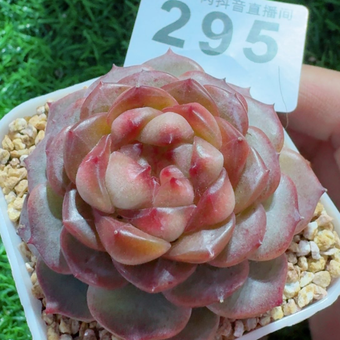 孤品         精品多肉